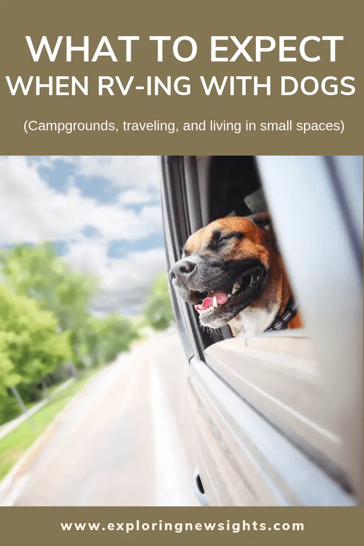 RV With Dogs - What to Expect What to expect when RVing with dogs 2 2 - RV With Dogs - What to Expect