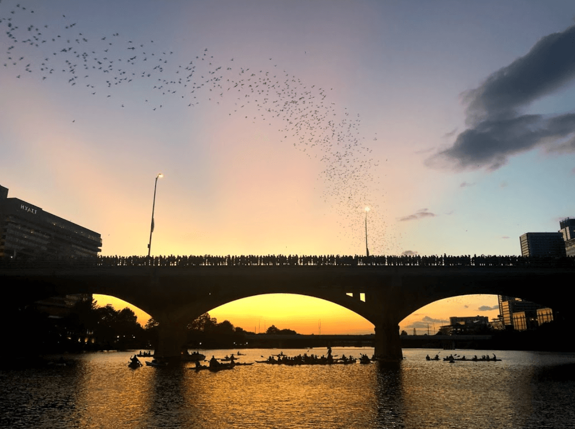 Auston's Bat Bridge